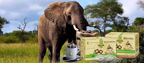 象コーヒー