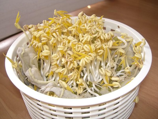 豆の芽